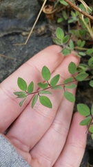 Acmispon americanus americanus
