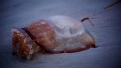 Stomolophus meleagris