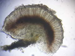 Bilimbia sabuletorum