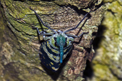 Pyrops viridirostris