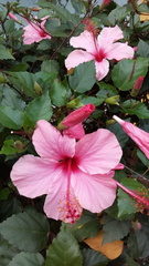 Hibiscus rosa-sinensis