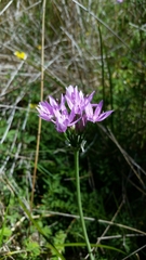 Allium unifolium
