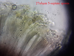 Bilimbia sabuletorum