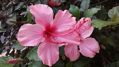 Hibiscus rosa-sinensis