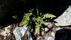 Myriopteris intertexta