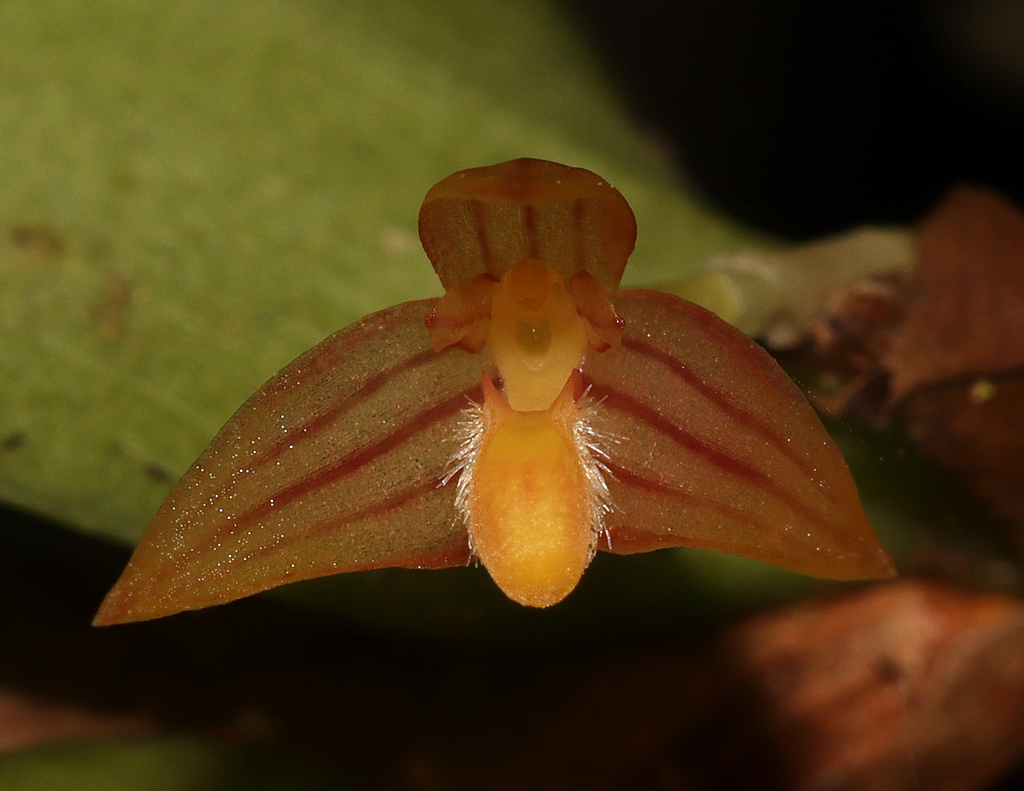 Bulbophyllum radicans