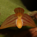 Bulbophyllum radicans - Photo (c) Lachlan Copeland, some rights reserved (CC BY-NC), uploaded by Lachlan Copeland