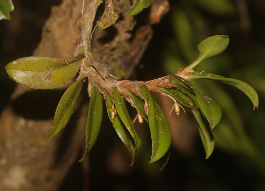 Bulbophyllum radicans