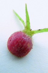 Sabicea cinerea