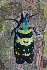 Pyrops viridirostris