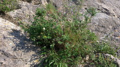 Cotoneaster tauricus