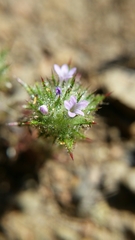 Navarretia