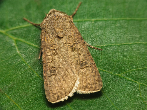 Turnip Moth