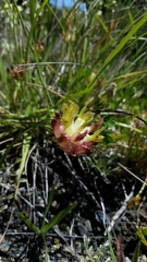 Trifolium fucatum