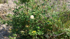 Cotoneaster tauricus