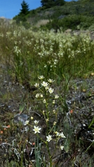 Toxicoscordion fontanum