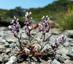 Streptanthus batrachopus