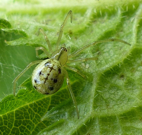 Common candy-striped spider