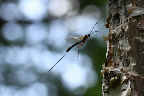 Pseudorhyssa alpestris