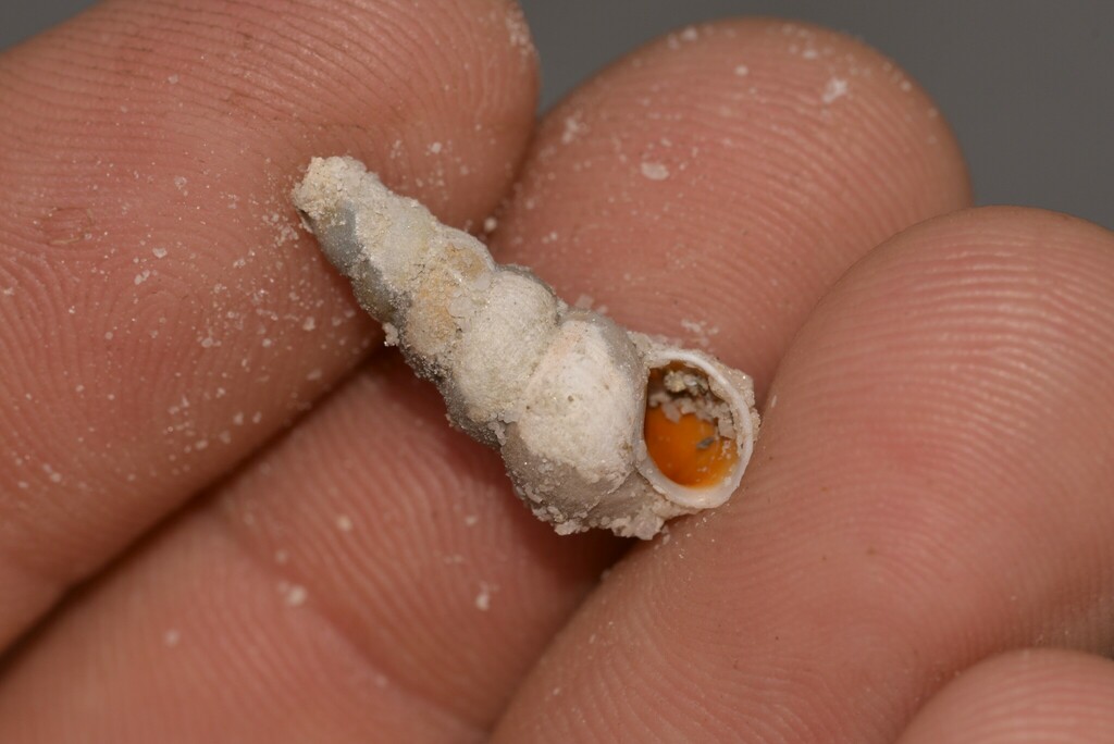 Coxiella glauerti
