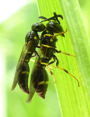 Symmorphus canadensis