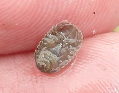 Gnorimosphaeroma oregonense