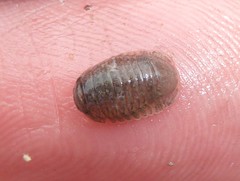 Gnorimosphaeroma oregonense