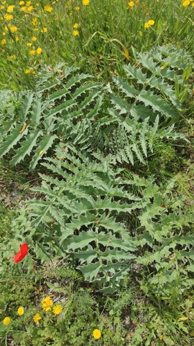 Cynara tournefortii, photograph 4