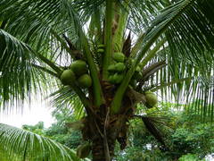 Cocos nucifera