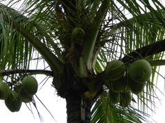Cocos nucifera