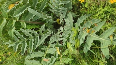 Cynara tournefortii, photograph (c) Sara Navarro, some rights reserved (CC BY)