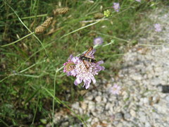 Pyropteron chrysidiforme