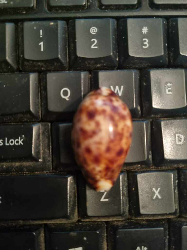 Lynx Cowry from Stanage QLD 4702, Australia on June 3, 2008 at 06:26 PM ...