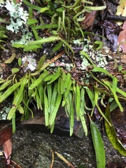 Pyrrosia linearifolia