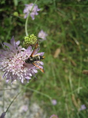 Pyropteron chrysidiforme