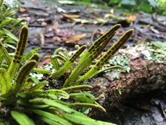 Pyrrosia linearifolia