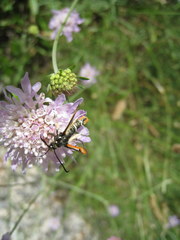Pyropteron chrysidiforme