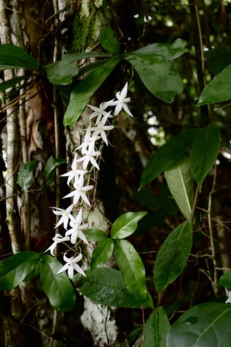 Aerangis biloba (Lindl.) Schltr. 4