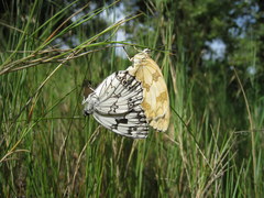 Melanargia lachesis