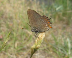 Satyrium esculi