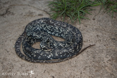 Coluber constrictor anthicus