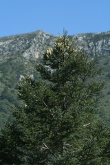 Picea martinezii