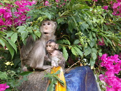 Macaca fascicularis