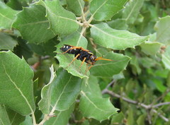 Parabatozonus lacerticida