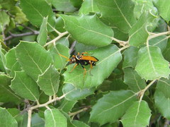 Parabatozonus lacerticida