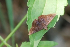 Pellicia arina