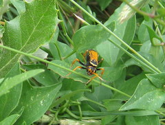 Parabatozonus lacerticida