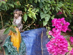 Macaca fascicularis