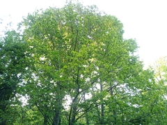 Tilia taquetii