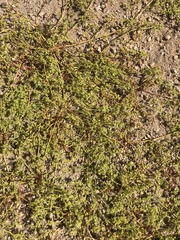 Chorizanthe procumbens